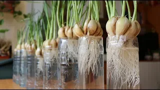 Planting garlic - new method of gardeners