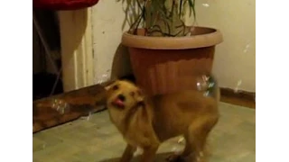 BEST FUNNY DOG Мыльные пузыри атакуют собаку dog    Funny Animal