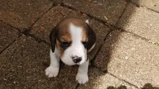 8 Week old Puppy Comes Home for the First Time, Why To Get a Beagle!