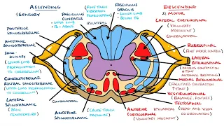 Ascending and Descending Spinal Cord Tracts Made Easy