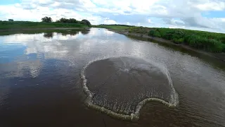 Огромные сазаны на кастинговую сеть, в маленькой речушке.