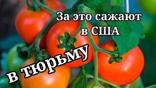 В США запрещено иметь огороды !