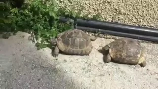 TURTLES MATING AND MAKING  FUNNY SOUNDS