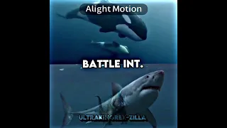 Orca (Killer Whale) VS. Great White Shark #animals #shorts