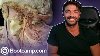 Nerves in the Anterior Triangle of the Neck | Cadaveric Anatomy | Med School Bootcamp
