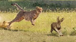 CHEETAH HUNTING RABBIT | Animal In The Wild