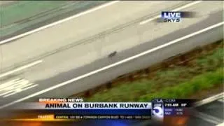 KTLA: Dog Runs Loose on Burbank Runway