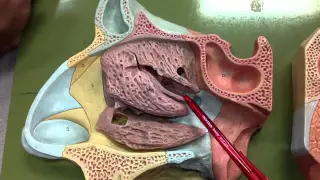 Lateral Wall of Nasal Cavity 1