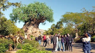 Disney's Animal Kingdom Complete Walkthrough Experience in 4K · Walt Disney World Florida