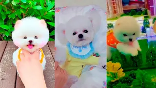 Супер шпиц Милый и смешной щенок ТикТок /Chó Phốc Sóc Mini Cute puppies Funny TikTok