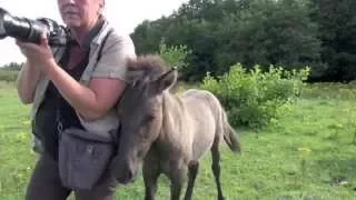 Taming a wild foal or self domestication of a Konik filly