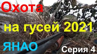 ОХОТА НА ГУСЕЙ 2021. Серия 4/Goose hunting 2021. Series 4