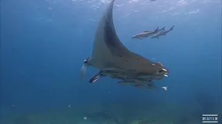 South Africa, Durban, Aliwal Shoal. Oceanic Manta Dance