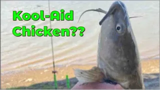 Catching Catfish on Kool-Aid Chicken #catfishing #bankfishing #creekfishing