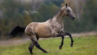 Ахалтекинская чистокровная лошадь/Akhal-teke #лошади #лошадь #ахалтекинец
