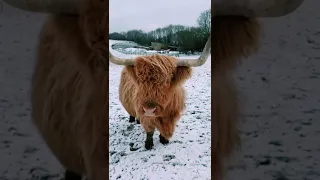 Highland Cows Playing in the Snow!