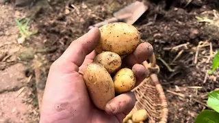 Potager productif sur 100m2