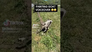 FAINTING GOAT VOICEOVER!! 😂😂😂