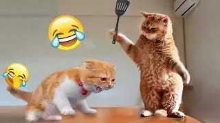 🐈😂 You Laugh You Lose Dogs And Cats 🤣🐱 Best Funny Animals 2024 #17