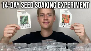 Soaking Tomato and Pepper Seeds Before Planting. Necessary? Worth It?