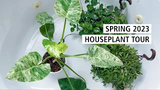 Spring 2023 Houseplant Tour: Philodendron, Anthurium, Monstera, and More.