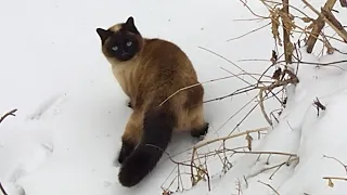 Siamese cat is an expert climber! | 나무 올라가기 선수 샴고양이