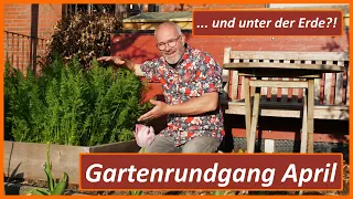 Gartenrundgang April - das Grün der Möhren sieht super aus... und unter der Erde ?!