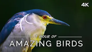 Amazing Birds: 1 HOUR of Colorful Birds with Ambient Music (4K UHD Film)