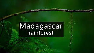 Calm rain in the rainforests of Madagascar