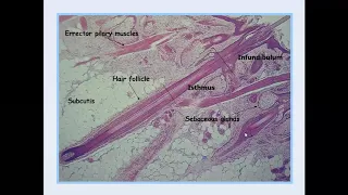 Lecture-50: Introduction to Dermatopathology