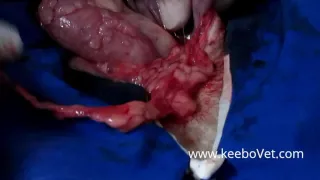 Veterinarian C-Section Incision