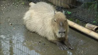 Glorious Sound of Capybaras Singing As They Visit Handsome Toku