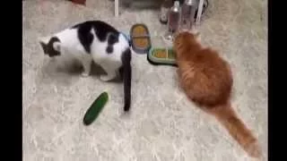 Cats and cucumbers. Коты и огурцы.