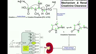 Mechanism of Production & Renal Elimination of Creatinine