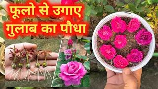 क्या आपको जानकारी है गुलाब का फूलो से भी पौधे को उगाया जा शकता है,जानकारी नहीं है तो ये वीडियो देखे