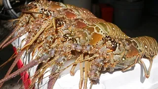 Florida Keys Lobster Mini Season 2018 - Day 1