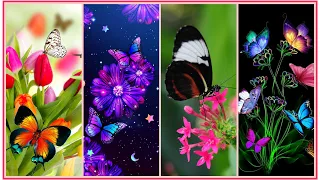 Beautiful Butterfly HD Wallpaper Images 🦋Butterfly Dpz #profilepicture #butterfly