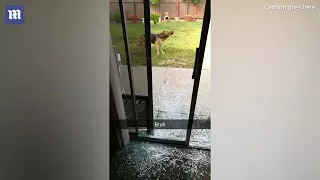 German Shepherd smashes through a glass patio door while chasing his ball...