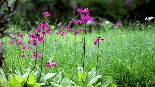 Primula japonica beautiful flowers in the natural reserve of Nikko stats