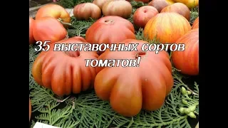 Презентация новых сортов томатов (часть 2)