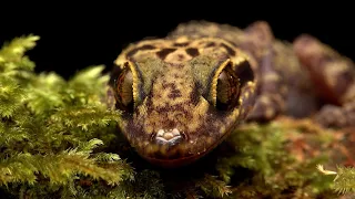 Balu Bow-fingered Gecko: Kinabalu National Park, Sabah: Borneo Nature