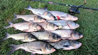 A bag of silver carp! How fast and not expensive to catch! Secrets from professionals!