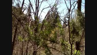 BIGFOOT RESEARCH 9 MAY 2013 WALK THROUGH THE HOT ZONE PART 2