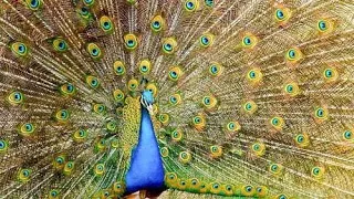 Indian peacock (Pavo cristatus) | male | dancing | displaying