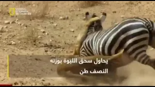 الموت يجعل من الحمار اسد