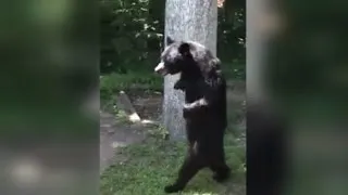 Bear Who Walks On Two Legs Is Back To Strolling Around The Neighborhood