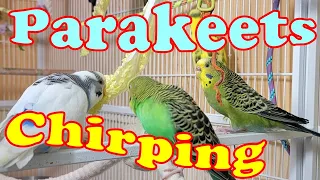 11 Hr Help Quiet Parakeets Sing Playing This, Cute Budgies Chirping. Reduce Stress of lonely Birds