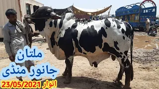 23 May Sunday Multan Janwar Mandi || Multan Gaey Mandi Updates Qurbani 2021 | Pakistan Cattle Market