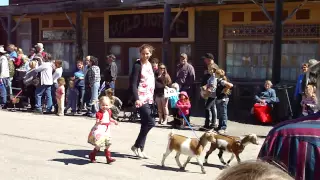 Emmi got 2nd Place in the Great Montana Sheep Drive Parade