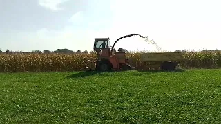 Corn harvesting with dania dronningborg d5500